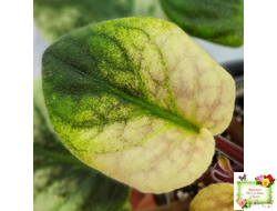 ЕК-Лампа Желаний (Е. Коршунова) 2021 г. (лист посажен 12.10.25)