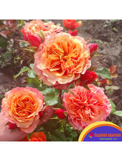 Соут Парк (South Park)