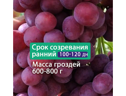 Невеста