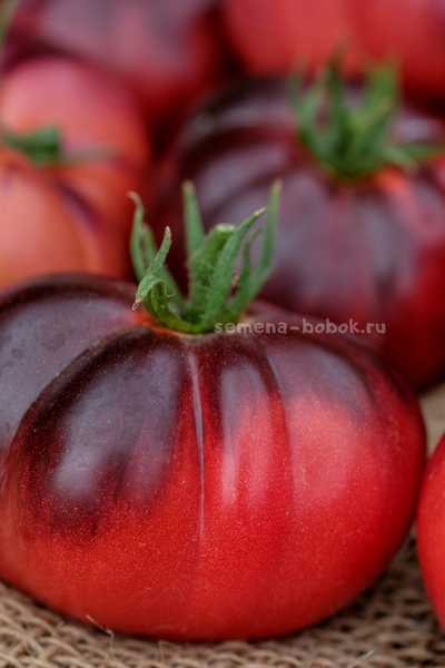 Томат Пленительный Аметист, 10 шт