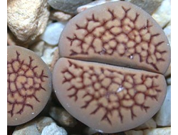 Lithops hallii C158 - 10 семян