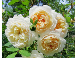 Крокус роуз. (Crocus Rose)