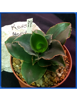 Sansevieria 'Star Rose'