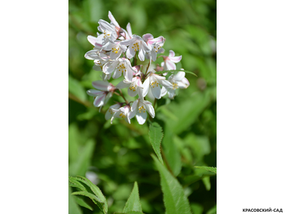 Дейция гибридная Юки Сноуфлейк