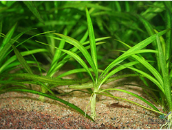 Эхинодорус квадрикостатус