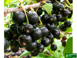 Смородина черная "Геркулес"