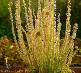 Drosera Filiformis