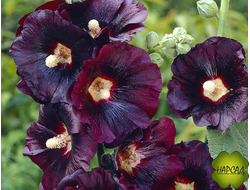 МАЛЬВА (ШТОК-РОЗА) "МУЛАТКА" (зимовавший саженец)