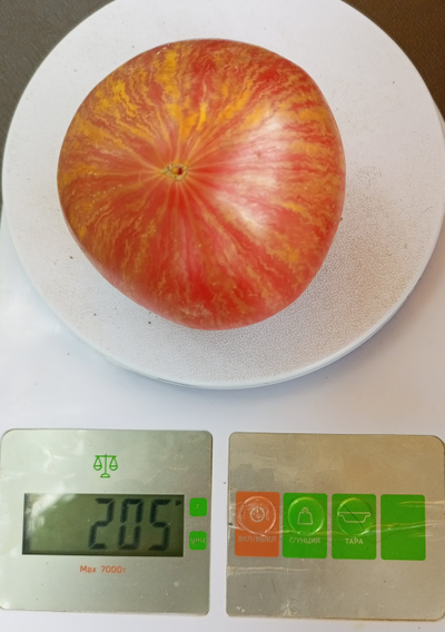 Томат Розовое сердце Пессака полосатое (Coeur Rose de Pessac Stripe )