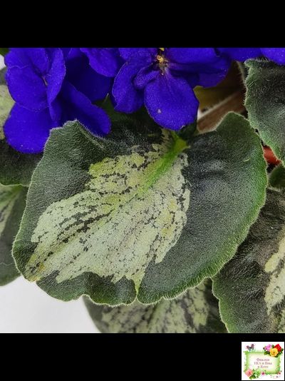 Harmony&#039;s Little Stinker (Harmony) листовая химера (пасынок сорт укоренённый)