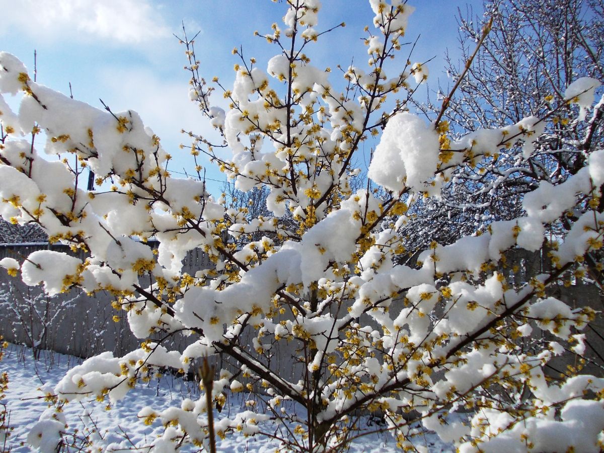 В марте в Крыму, цветение кизила