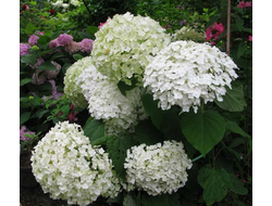 Инкредибол (Incrediball) ( Стронг Аннабель).