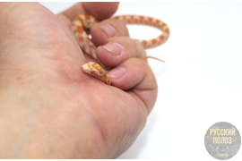 Полоз Маисовый, Pantherophis guttatus