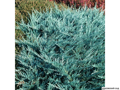 Можжевельник горизонтальный Блю Чип - Blue Chip