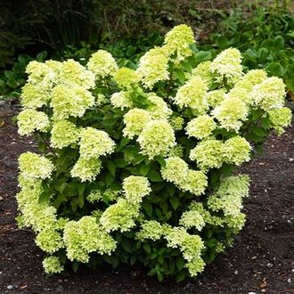 Гортензия метельчатая (Hydrangea paniculata `Little Passion`), ЗКС