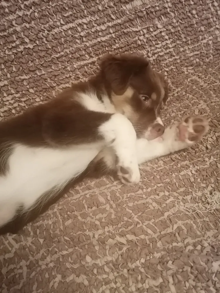 Юта, 3 мес. Диванчик - любимое место