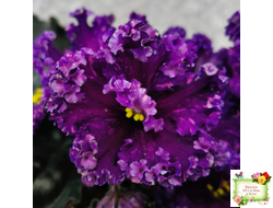 НД-Магнитная Аномалия Люкс (Н. Данилова-Суворова)