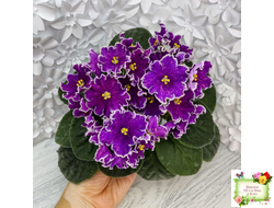 АВ-Просто Космос (Фиалковод) 2019 г.