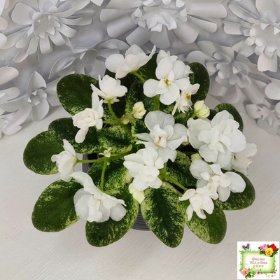 Scales White (Е. и Я. Немчиновы) 2025 г. (детка)