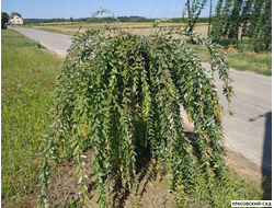 Ива Пендула - Pendula