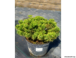 Сосна горная Мопсголд - Mopsgold