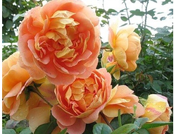 Пэт Остин (Pat Austin)