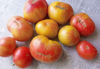 Томат Медовое авеню (Honey avenue)