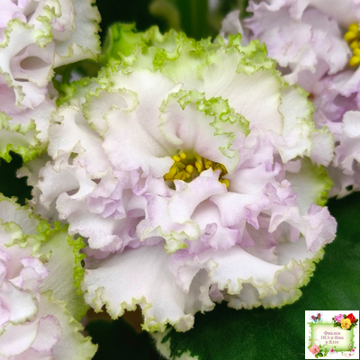 АВ-Богатая Невеста (Фиалковод) 2020 г.