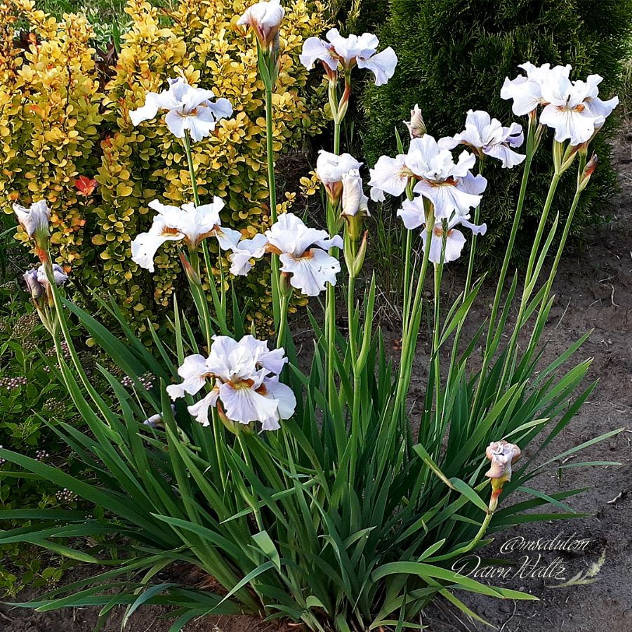 Iris sibirica Dawn Waltz  Ирис Дон Уолтц