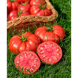 Томат Costoluto di Lenno (Костолуто ли Ленно), 10 шт