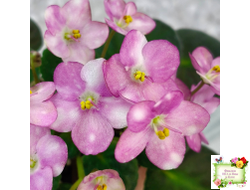 Heinz's Bubbles (H.Dornbusch) (лист посажен 30.01.26)