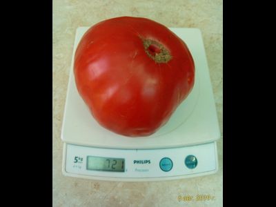 Томат Замок Шартр (усл)
