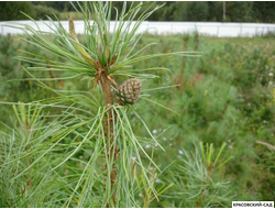 Корейский кедр - Pinus Koraiensis