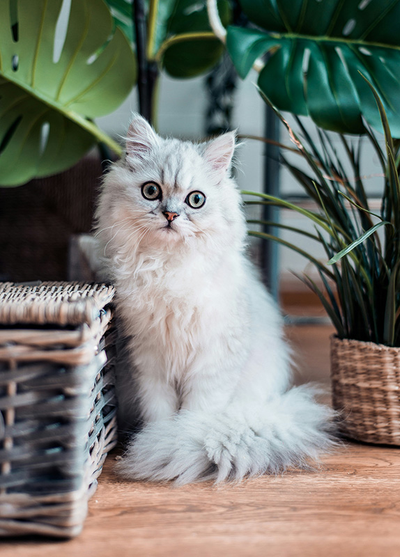 D0586 Удивленный кот