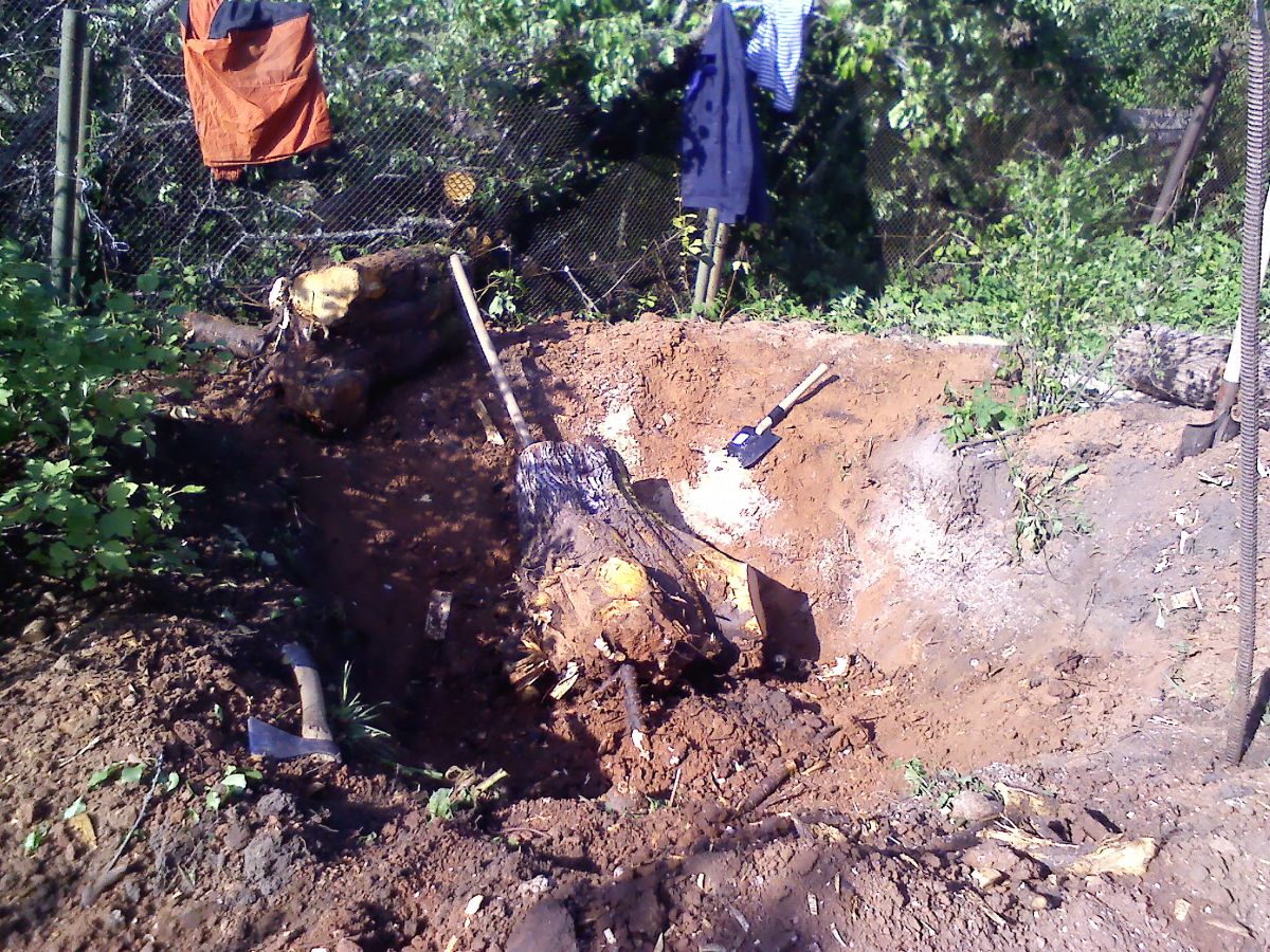 Корчевание пней в Луге