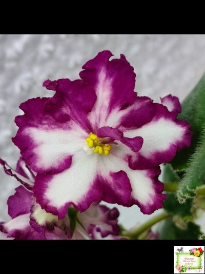 ВаТ-Волшебная Сказка (Т.Валькова) 2019 г.