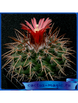 Parodia multicostata FR 733