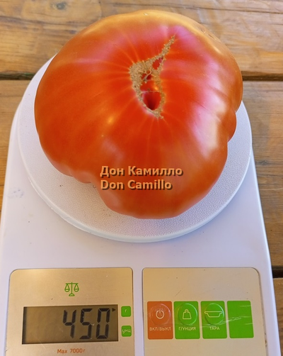 Томат Дон Камилло (Don Camillo)