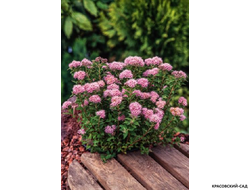 Спирея японская Мерло Нана Купить в магазине красовский-сад.рф