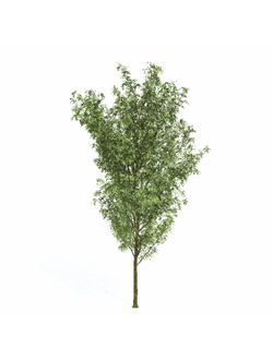 лиственные Ясень обыкновенный 01 06