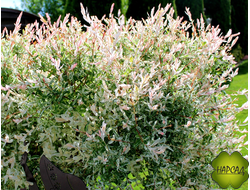 Ива "Хакуро-Нишики" (РОЗОВЫЙ ПРИРОСТ БУДТО ЦВЕТЫ) (саженец 1,5 года)