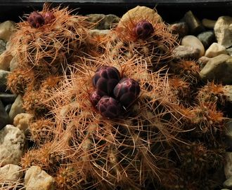 Gymnocalycium bruchii ssp.melojeri f.rubroalabastrum VG-272 - 5 семян