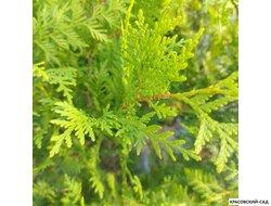 Туя Салланд - Salland