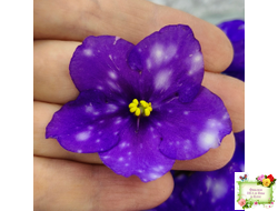 Rivermist Heavenly (J. Baker) (10985) NEW 05/21/2018