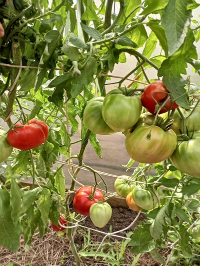 Томат Сердце Хибы (Imini de Hiba), Румыния