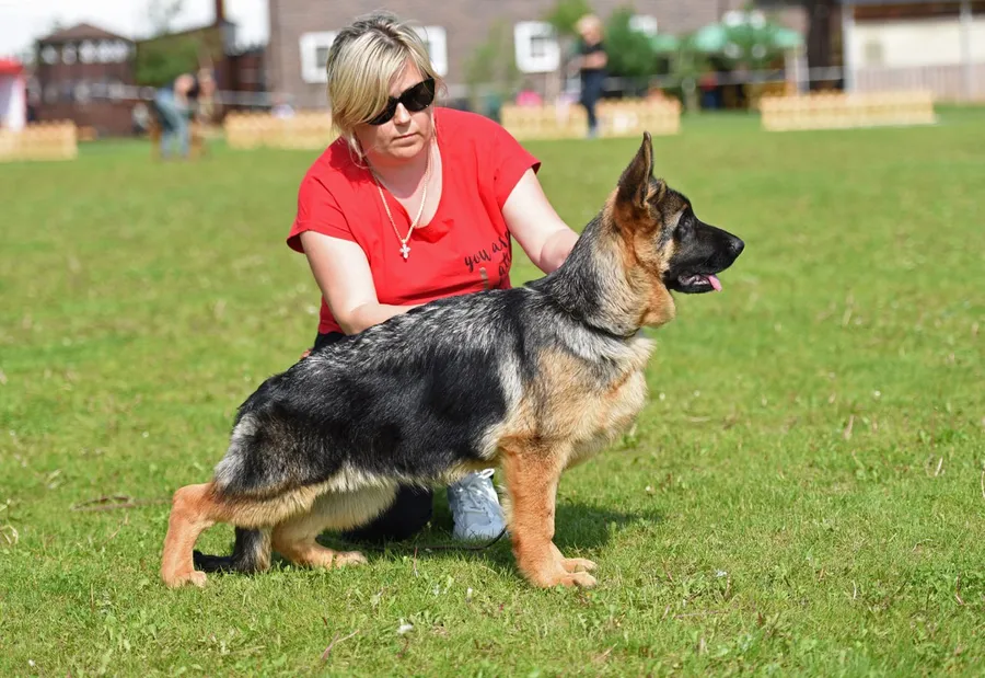 монопородная выставка г. Бронницы 28.05.2023 1 место эксперт Peter Firic (Сербия)