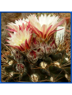 Pyrrhocactus calderanus GM 1165