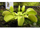 Dionaea muscipula Green sawtooth