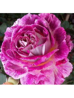 Кетрин (Kathryn)