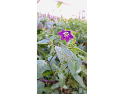 Перец острый Rocoto Mini Olive (Мини олива Рокото)